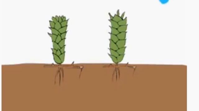 Размножение мхов и папоротников. смотреть онлайн