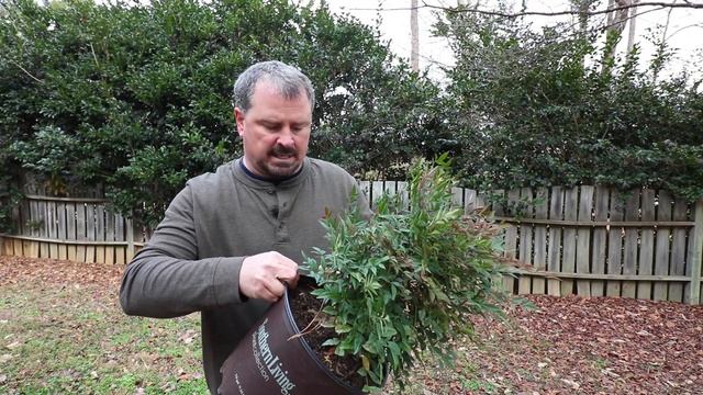 How to grow Obsession™ Nandina (Dwarf Evergreen Shrub with Red New Foliage) смотреть онлайн