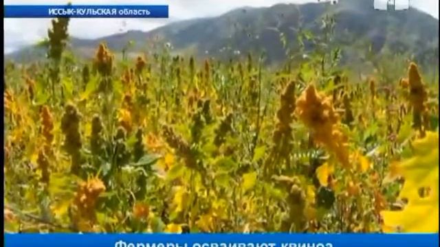 Новая сельскохозяйственная зерновая культура - квиноа смотреть онлайн