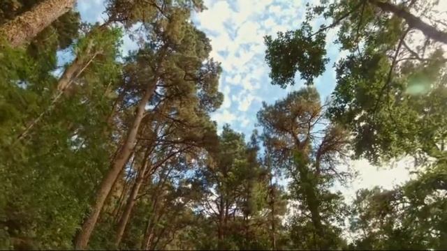 Вы знаете, как люди выгорают?.. NEW-2021! ПЕСНИ ИЗ ЖИЗНИ Виталий ГАЛУШКО смотреть онлайн