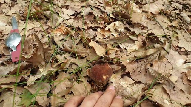 Грибное ассорти в начале июня! Белые грибы, полубелый гриб, подосиновик, подберёзовик! Грибы 2019! смотреть онлайн