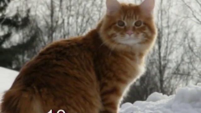 Топ 10 самых мелких и самых крупных пород кошек смотреть онлайн