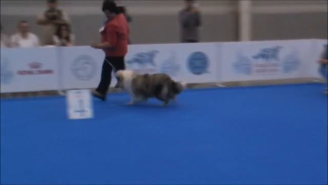 WDS 2016 Суки беби Щенки смотреть онлайн
