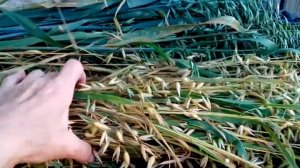 Овёс. Овёс в огороде. Овёс на грядке и возле тыквы.