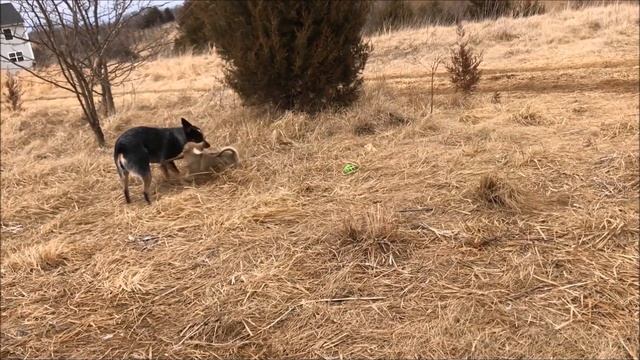 New Swedish Vallhund Puppy in the Family смотреть онлайн