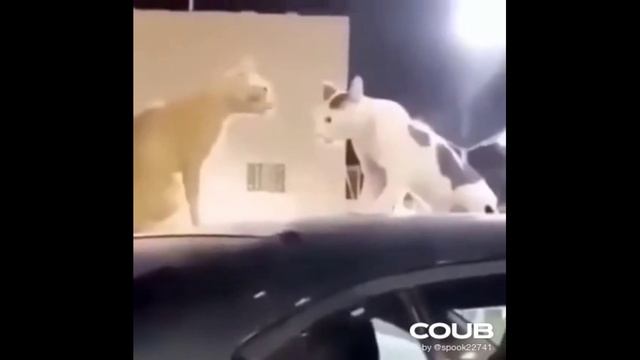 ПОДБОРКА ПРИКОЛОВ С ЖИВОТНЫМИ. СМЕШНЫЕ КОРОТКИЕ ВИДЕОНАРЕЗКИ #Shorts (#2) смотреть онлайн