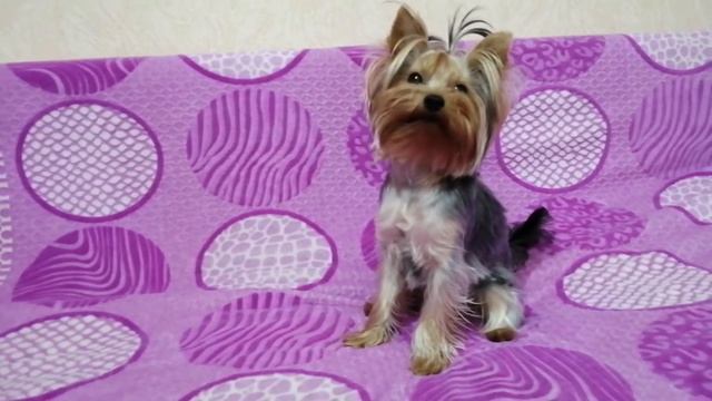 Как правильно считать возраст собаки смотреть онлайн