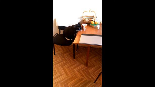 Кот пьет воду лапкой/Cat drinks water her paw смотреть онлайн