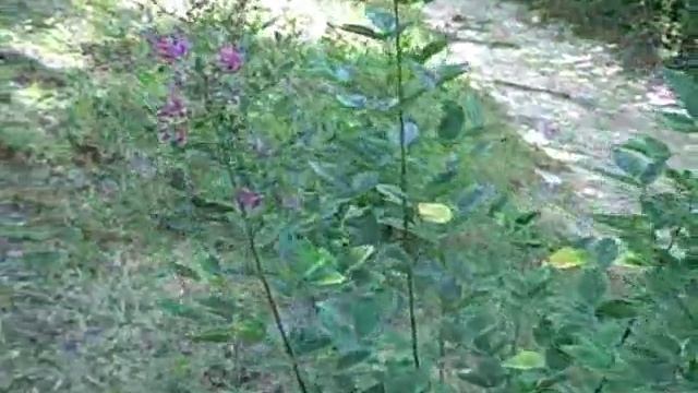 Shrubby Lespedeza (Lespedeza Bicolor)