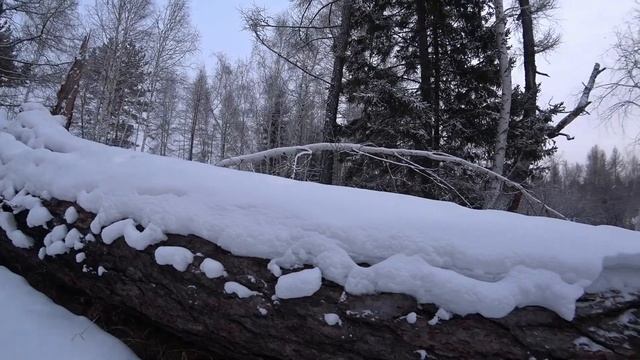 4500р за три часа прогулки по лесу!!! Сбор серы как оно есть на самом деле.