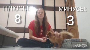 ПЛЮСЫ И МИНУСЫ ШПИЦА | ЧТО НУЖНО ЗНАТЬ