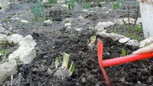 ИРИСЫ ВЕСНОЙ. Сделайте это с ирисами для ПОТРЯСАЮЩЕГО ЦВЕТЕНИЯ.