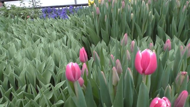 Обзор теплицы. Тюльпан 22.02.2022 смотреть онлайн