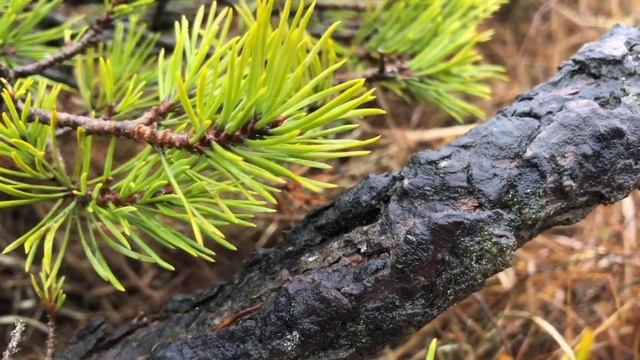 Yamadori Cascade Pine Pinus Sylvestris смотреть онлайн