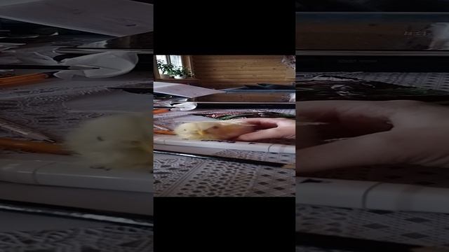 шарик взял точно не то