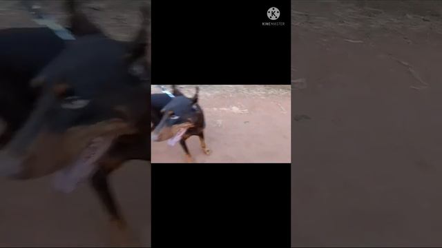 excellent video 🐕 male Doberman video смотреть онлайн