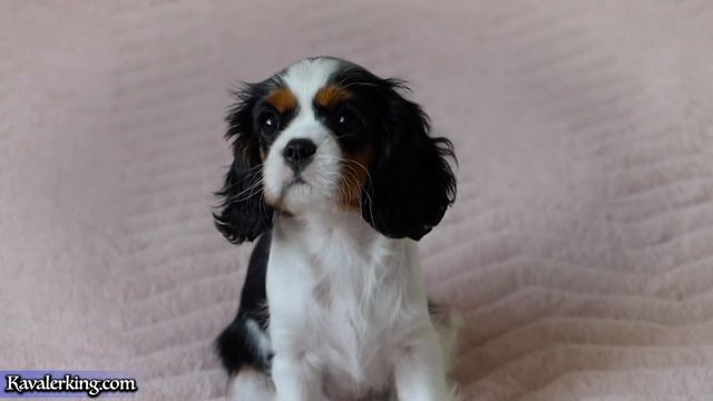 Малышка Моника. Окрас: Триколор. Статус: Продаётся