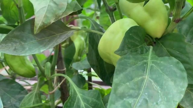 Garden. обзор нашего огорода на даче 2021 / шикарный огород своими руками смотреть онлайн