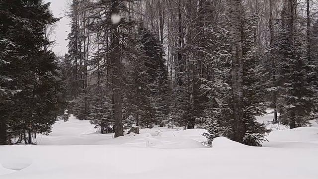 Тихий снегопад в зимнем лесу| Silent snowfall in the winter forest | Relaxing (NO MUSIC) смотреть онлайн