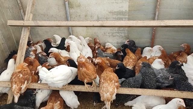 Насесты для кур несушек – длина, высота и диаметр