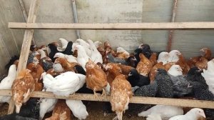 Насесты для кур несушек – длина, высота и диаметр