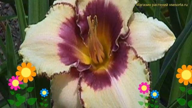 Лилейник гибридный Алагуа. Краткий обзор, описание характеристик hemerocallis Alaqua смотреть онлайн