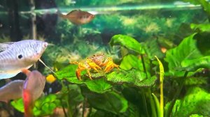 Краб 🦀 Пантера, в общем аквариуме 242 л