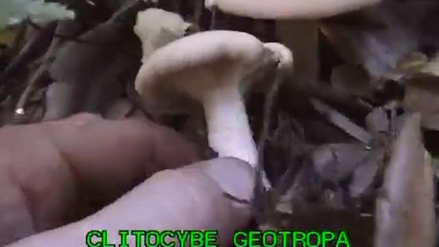 Clitocybe geotropa смотреть онлайн