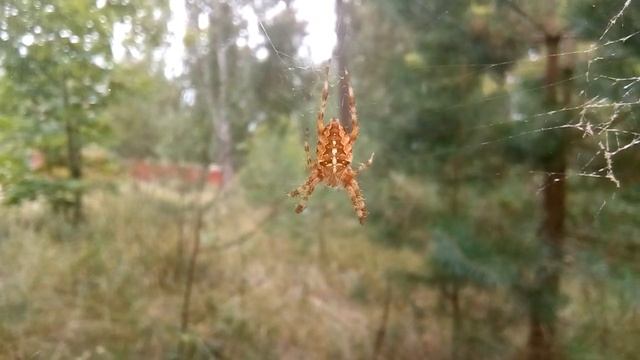 Крестовик обыкновенный(Araneus diadematus). смотреть онлайн