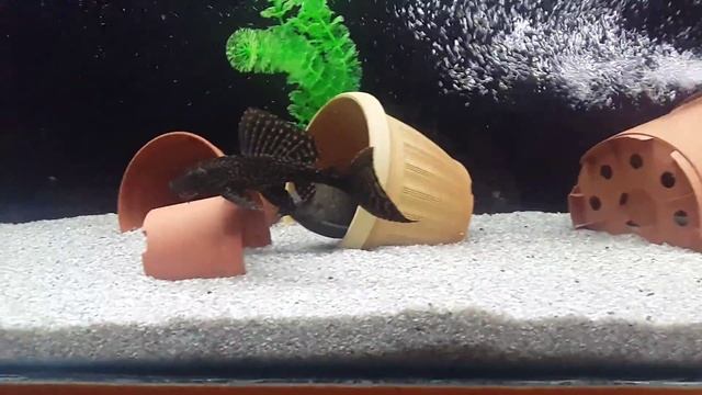 Птерик на 10,03,2016 смотреть онлайн