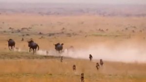 Лучшие антилопы гну могут защитить себя от гепарда, львов, диких собак, леопарда и хищника