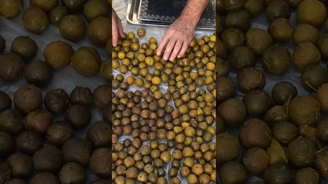 Сушим Сливу , Сорт Ренклод/очень Вкусная #слива #ренклод #сорта #azerbaycan #kəndhəyatı #деревня смотреть онлайн