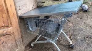 Двойной окрол крольчих в маточниках, в вольере. Размножение кроликов. Мои кролики. Дачная Жизнь ТВ.