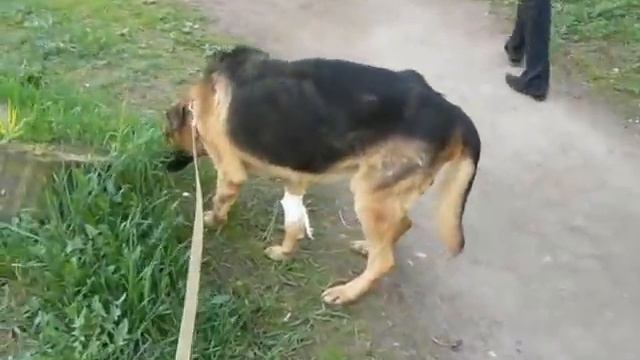 На Пулковском шоссе найден кобель нем. овчарки !