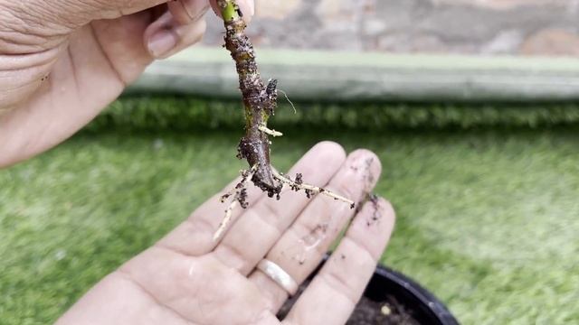 How To grow Jackfruit Tree From Cutting In A Banana смотреть онлайн