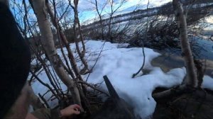 Мурманская область , весна , охота 2022 г. , любопытная ондатра ))