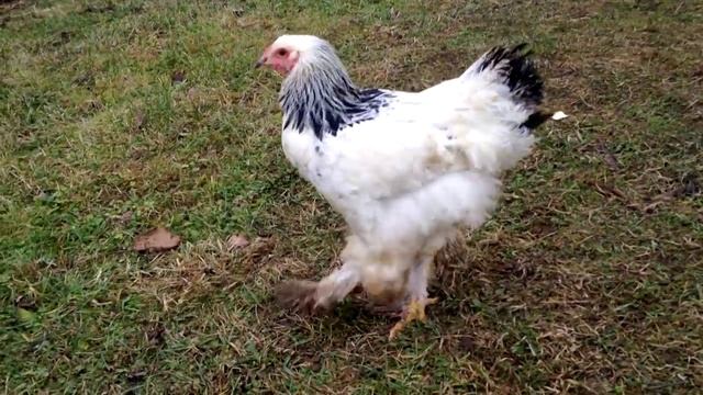 Куры породы Брама Светлая / My light Brahma chickens смотреть онлайн