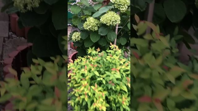 Спирея японская? Жизнь на даче? смотреть онлайн