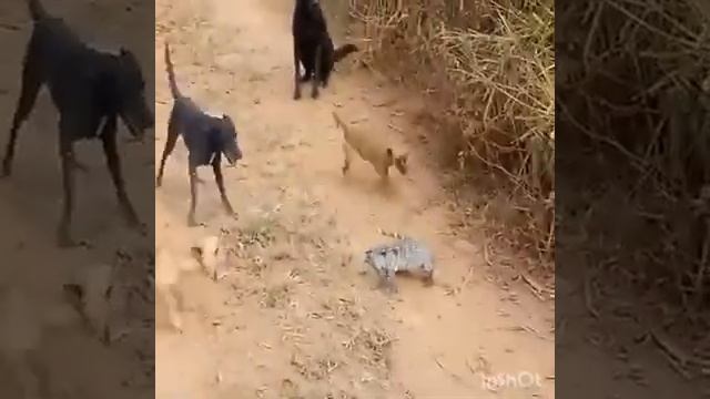 Can dogs kill a comodo Dragon (watch)?. смотреть онлайн