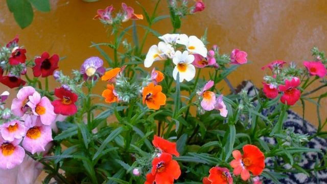 ВАРИАНТЫ КОМПОЗИЦИЙ ЦВЕТОВ в кашпо и вазонах #цветы #цветыдлясада #композициицветов #идеидлясада смотреть онлайн