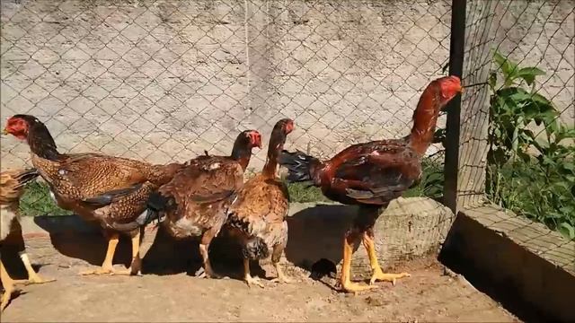 Indio Gigante Chácara Imperador Sorocaba SP. смотреть онлайн