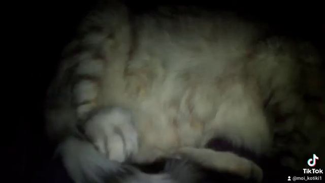 Спать пора. Шотландская кошка спит и видит сны #fannycats #fannyanimals смотреть онлайн