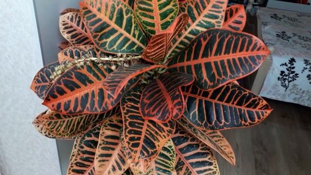 Кротон (Кодиеум) ✅ Цветение ✅ Как я Ухаживаю за Кротоном