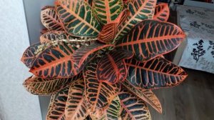 Кротон (Кодиеум) ✅ Цветение ✅ Как я Ухаживаю за Кротоном