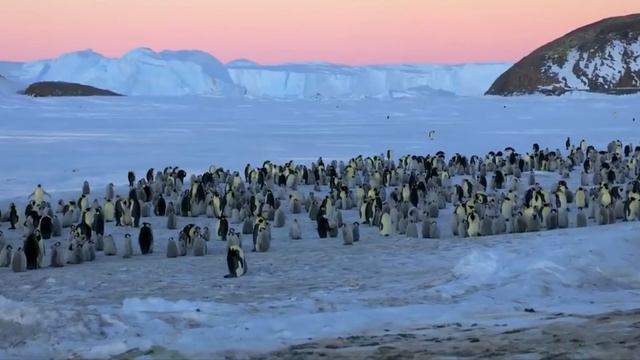 Как долго животные могут прожить без еды и воды? смотреть онлайн