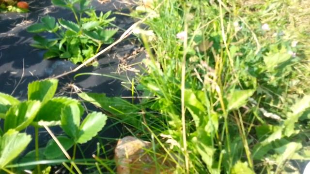 Клубника Роксана. Брикс. Дегустация. смотреть онлайн