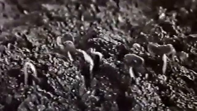 Ростовые движения растений смотреть онлайн