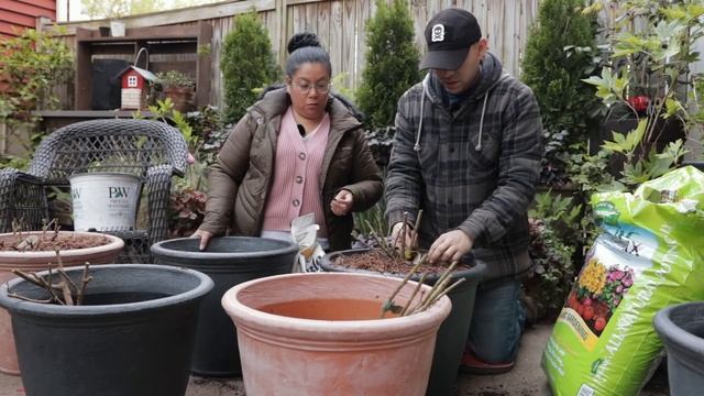 Bare Root Roses Container Planting Tips - David Austin Rose Garden смотреть онлайн