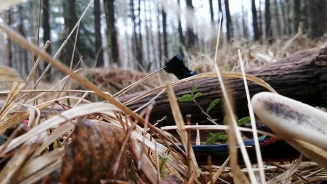 Осмотр первой пары рогов. Приспособление для ношения рогов смотреть онлайн