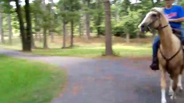 Palomino Gaited Horse смотреть онлайн